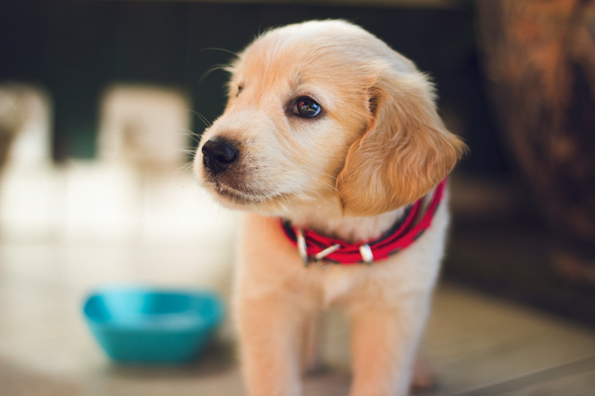 A golden retreiver puppy
