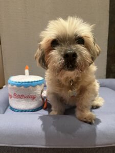 A dog celebrating his birthday