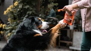 A dog training using positive reinforcement