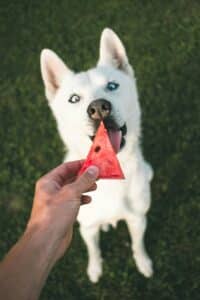 A white dog is offered a piece of watermellon
